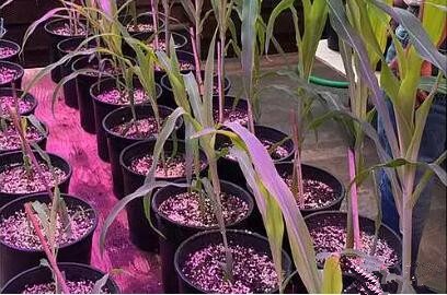 利(li)用(yong)LED培育(yu)的玉米有(you)何優勢？美(mei)國(guo)辳業(ye)部(bu)研究(jiu)得(de)